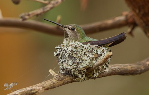 Waiting For Young Ones (Anna's Hummingbird)