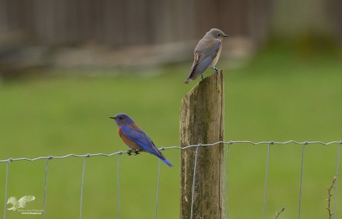 Duncan Western Bluebirds