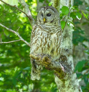 Cottle Lake Barred Owl 2015