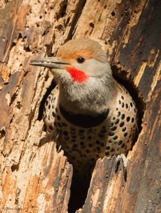 Male Red Shafted Flicker