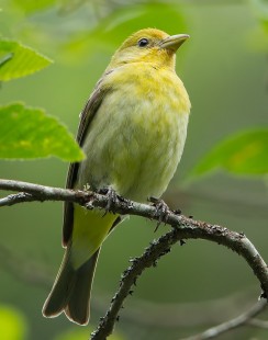 The Better Half (Female Western Tanager)