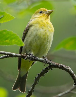 The Better Half (Female Western Tanager)