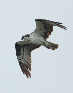 Cowichan Estuary Osprey