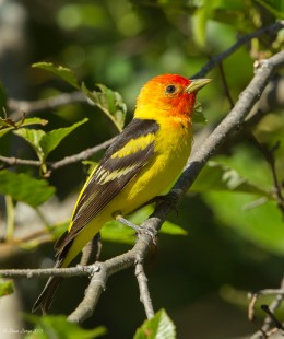 July Tanager