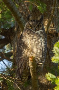 Reifel Great Horned Owl