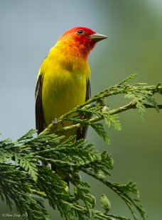 Cottle Lake Western Tanager