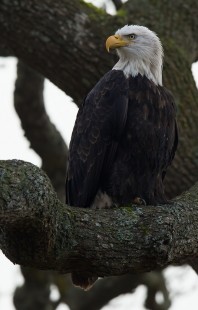 Eagle In Oak Tree