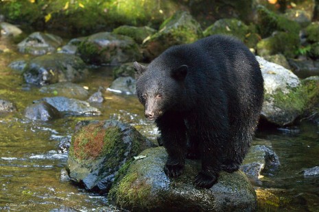 Black Bear at Thornton Creek