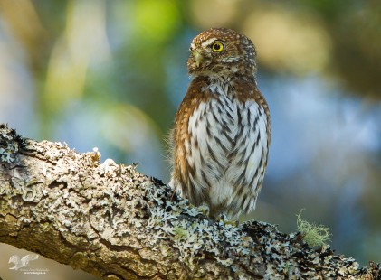 Looking Forward To Spring (Northern Pygmy Owl)