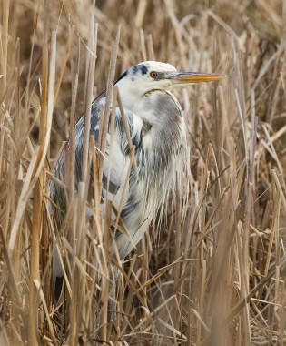 Moby Harry (Great Blue Heron)