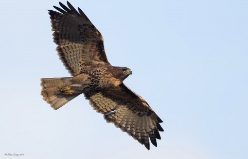 Evening Red-Tailed Hawk