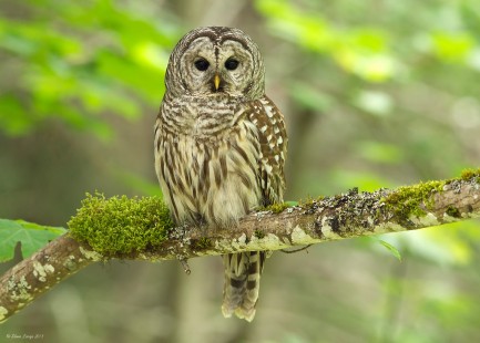 Cooperative Barred Owl