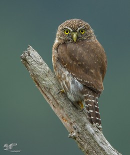 Juvi On A Stick (Northern Pygmy Owl)