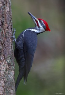 Neck Point Pileated Woodpecker