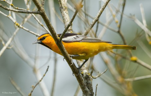 Another Bullock's Oriole