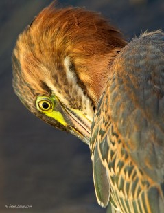Green Heron Preening in Evening Light