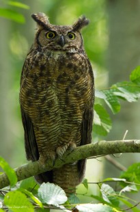 Neck Point Horned Owl 2014