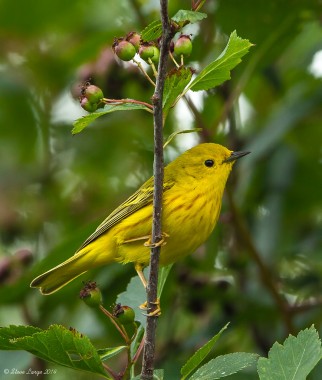 Yellow Warbler in Crab Apple Tree