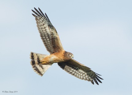 Female Harrier Fly Past