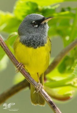 Another Close Up (MacGillivray's Warbler)