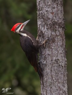 Welcome Visitor (Pileated Woodpecker)