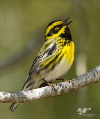Singing To The Sun (Townsend's Warbler)