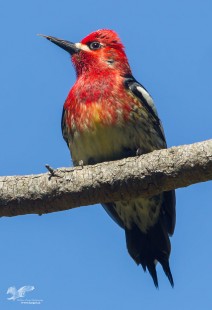 Giving Me The Raspberry (Red-Breasted Sapsucker)