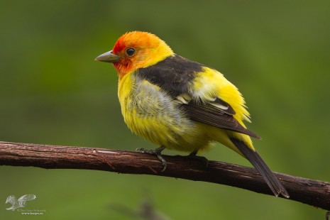 Welcome to The Jungle (Western Tanager)