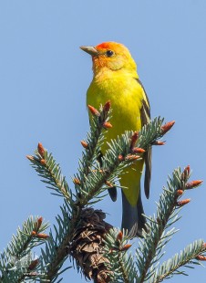 First Western Tanager 2017