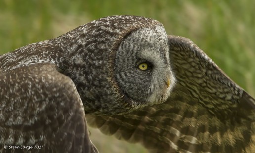 Flight Portrait at Minimum Focus (Great Grey Owl)