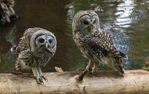More Crawdads (Barred Owl)