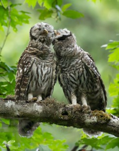 Siblings Preening (Barred Owl)