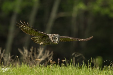 Glide - Environmental (Great Grey Owl)