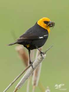 Beak Full of Bugs (Yellow-Headed Blackbird)