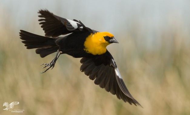 In Flight (Yellow-Headed Blackbird)