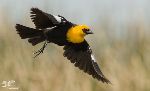 In Flight (Yellow-Headed Blackbird)