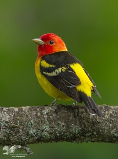 Stop Lights (Western Tanager)