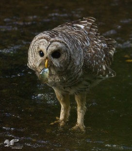 The Fishing Owls (Barred Owl)