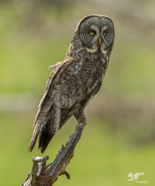 Out in The Open (Great Grey Owl)