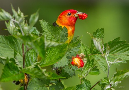 Berry Nice (Western Tanager)