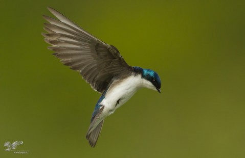 Tree Swallow In Flight