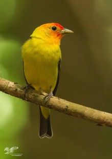Morrell Western Tanager