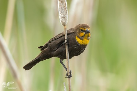 Female Yellow-Headed Blackbird