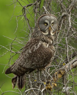 Narly Perch (Great Grey Owl)