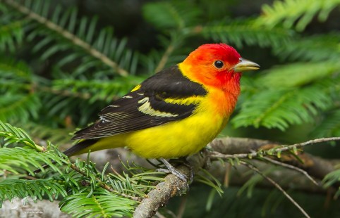 Super Tanager (Western Tanager)