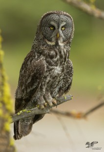 Giving Me The Eye (Great Grey Owl)