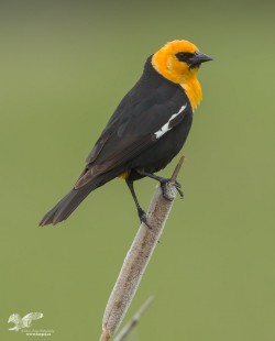 Tunkwa Lake Yellow-Headed Blackbird