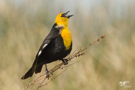 Last Serenade of Summer (Yellow-Headed Blackbird)