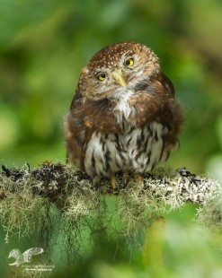 Mossy Perch (Northern Pygmy Owl)