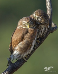 Pygmy Love (Northern Pygmy Owls)